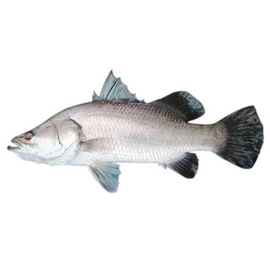 Barramundi