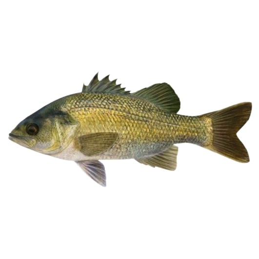 Bass