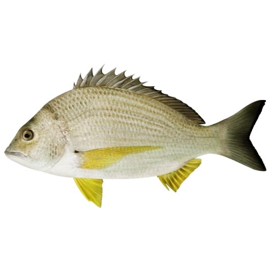 Bream