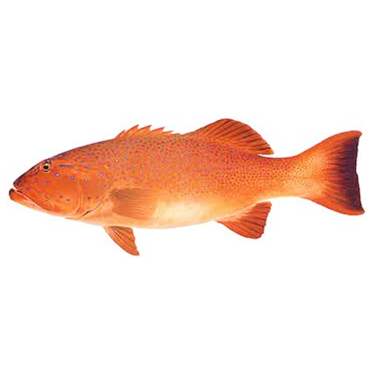 Coral Trout