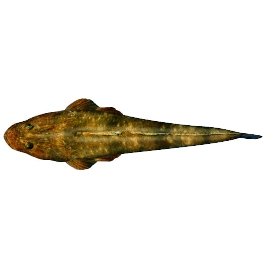 Flathead