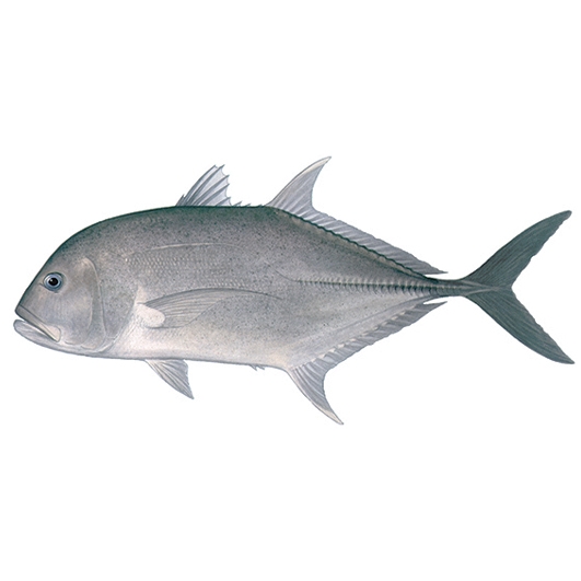 Giant Trevally
