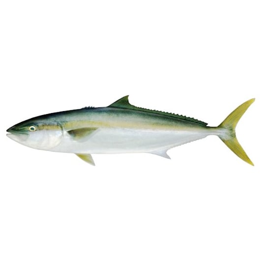 Kingfish
