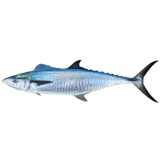 Mackerel
