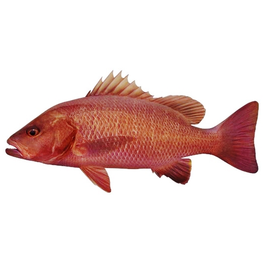Mangrove Jack