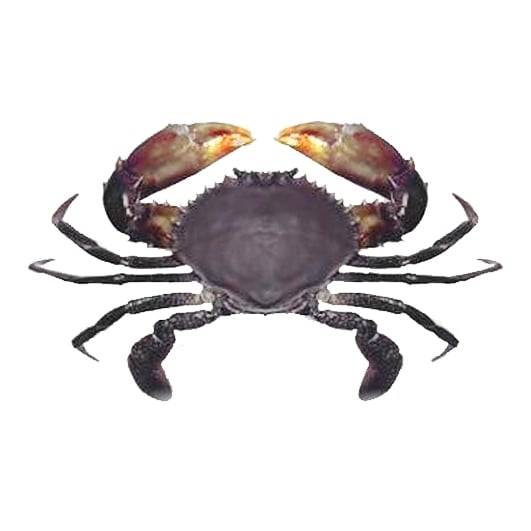 Mud Crabs