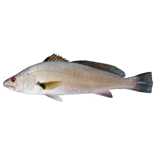 Mulloway
