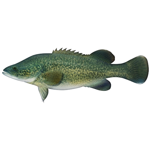 Murray Cod