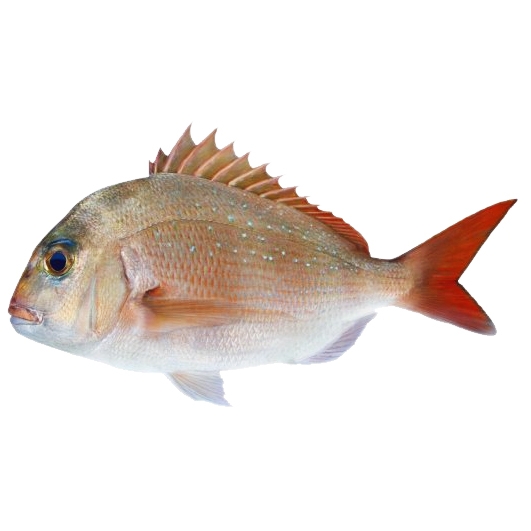 Snapper