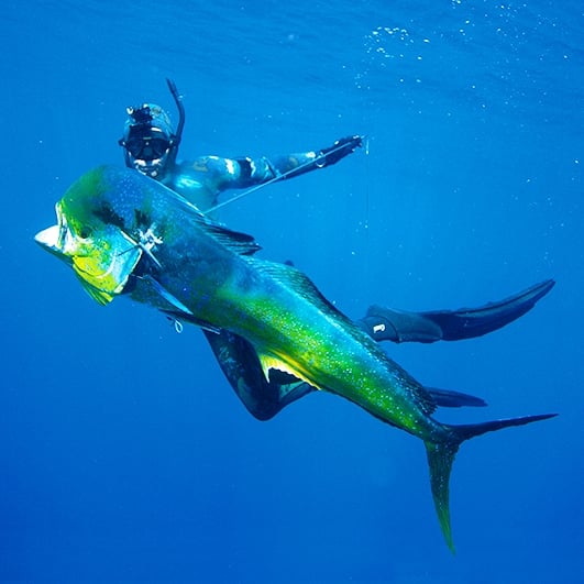 Spearfishing & Diving