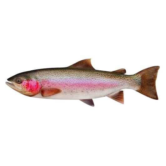 Trout