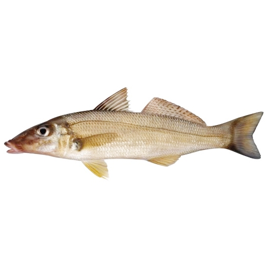 Sand Whiting