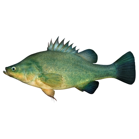 Yellowbelly