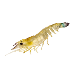 Nomad Design Live Ops Sumo Shrimp Unrigged Lure