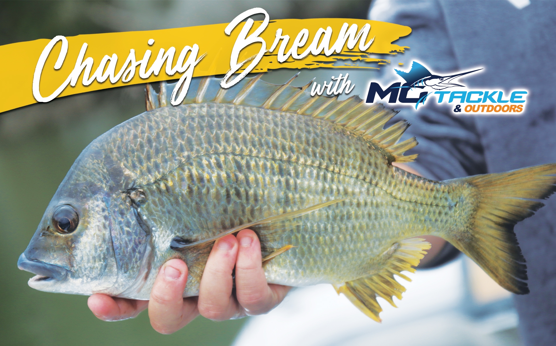 Chasing Bream Chasing Bream