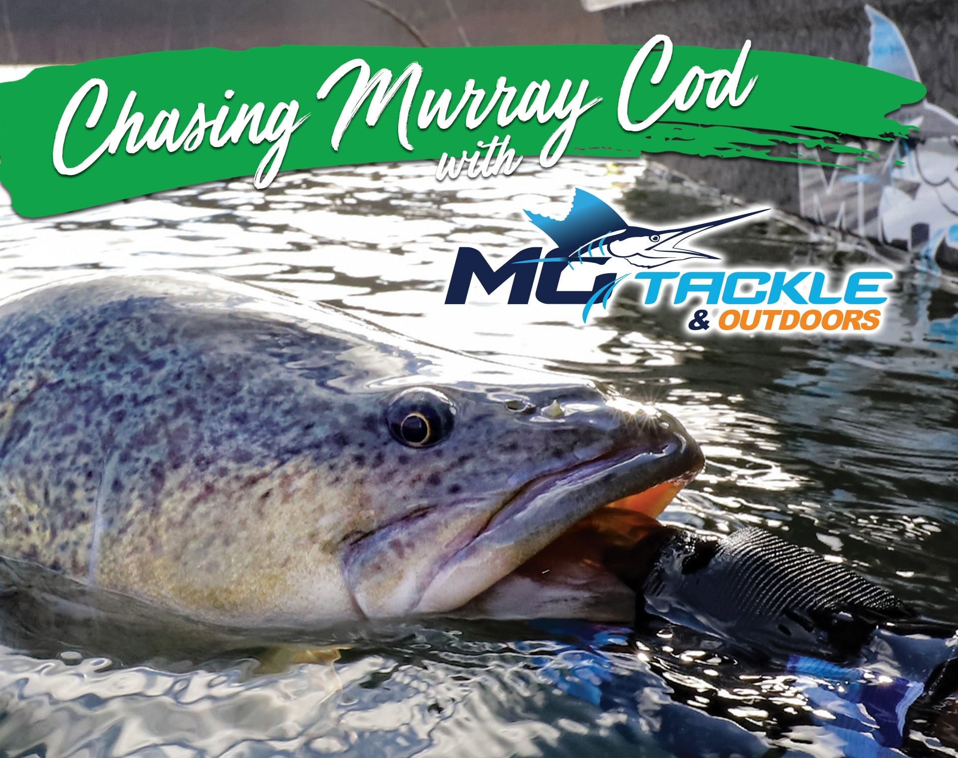 Murry Cod