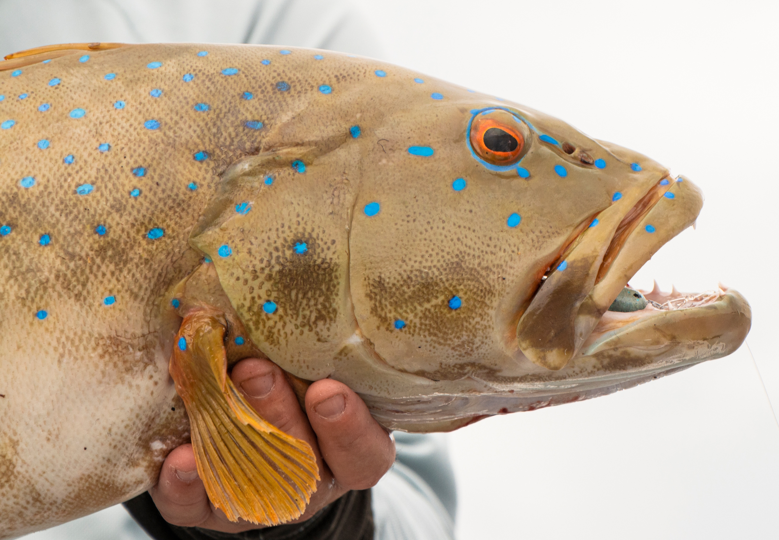 Coral Trout Head Coral Trout Head