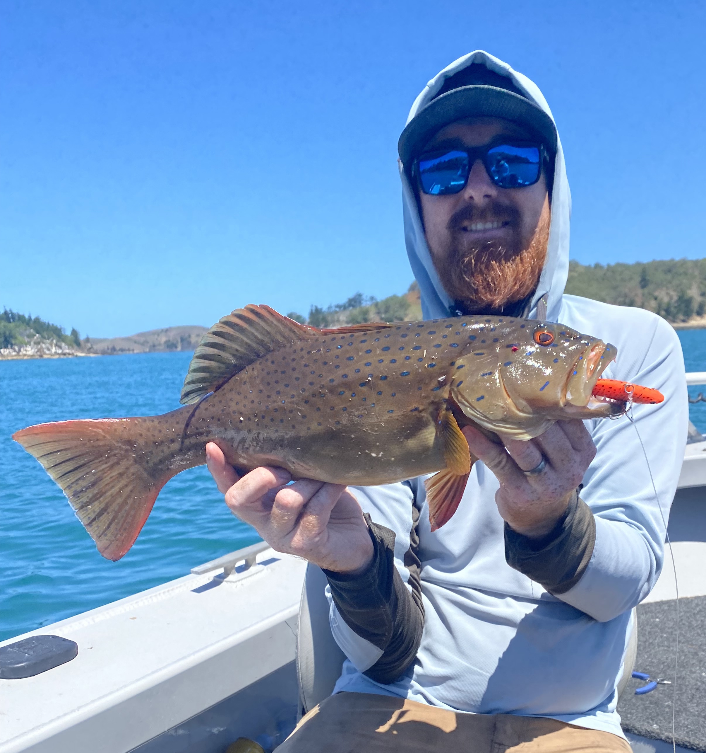 Matt's Coral Trout Matt's Coral Trout