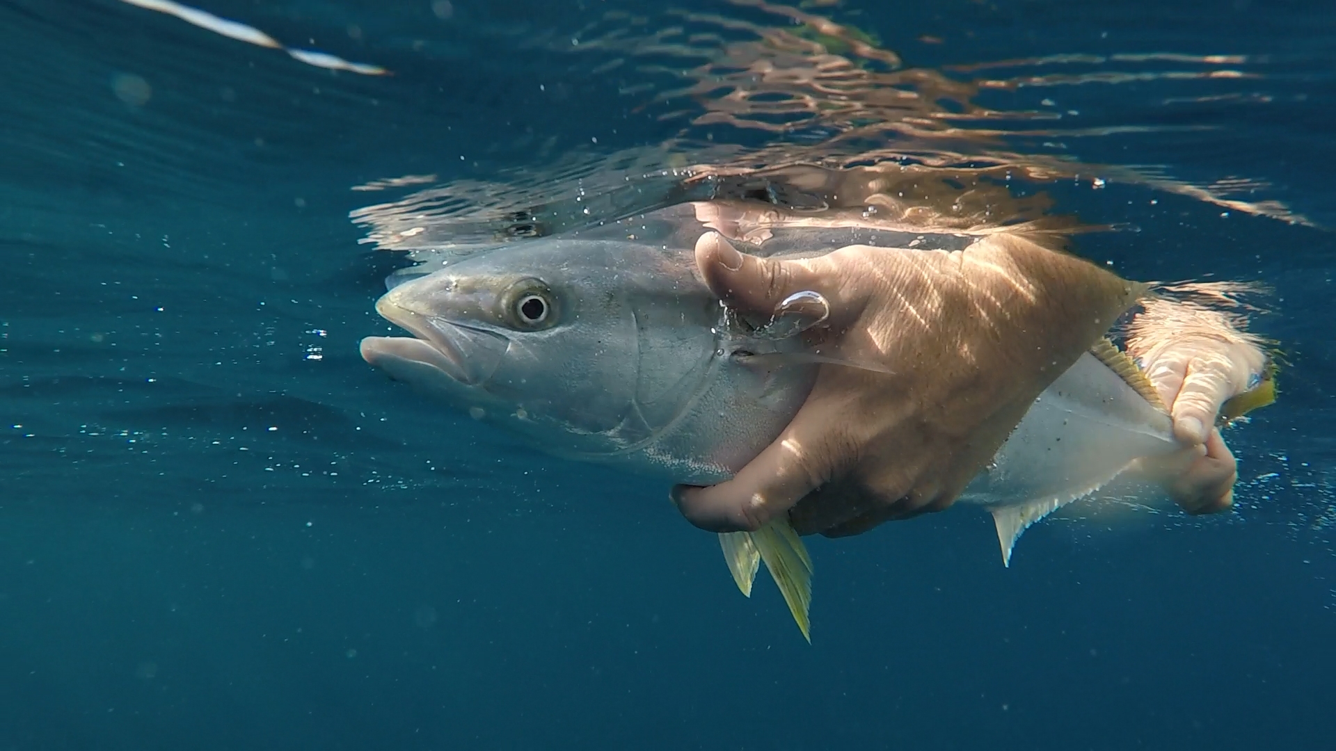 Rat Kingie Underwater Release