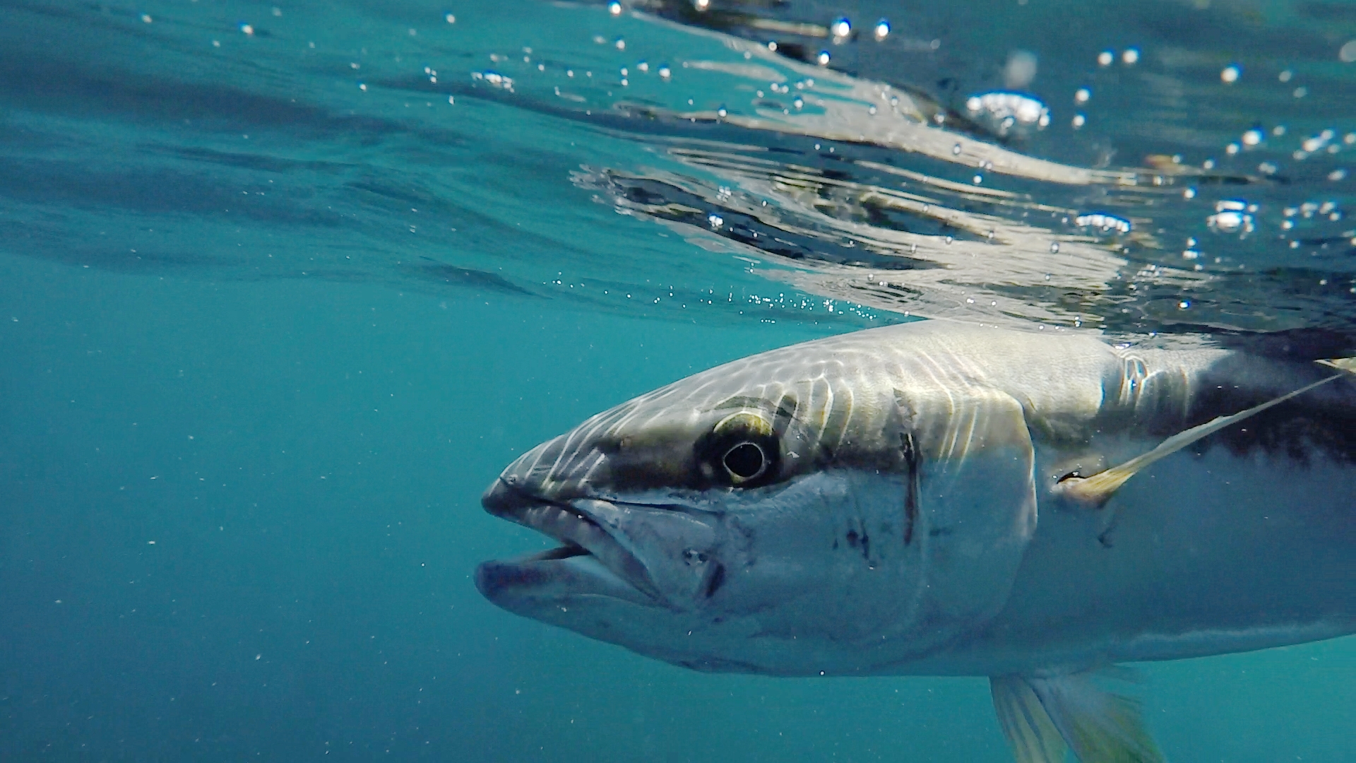 Kingfish Head Underwater