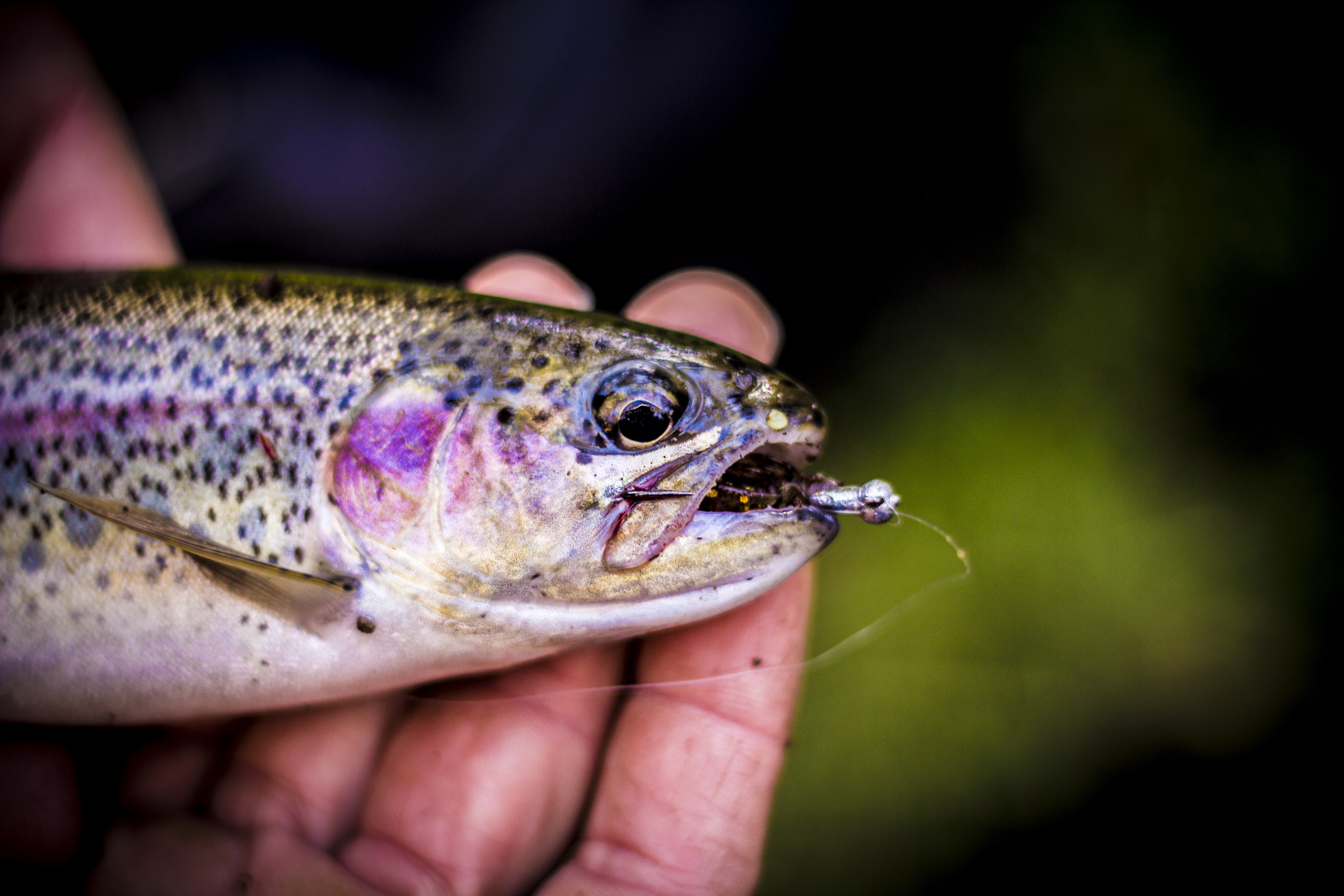 Beautiful Trout Colours
