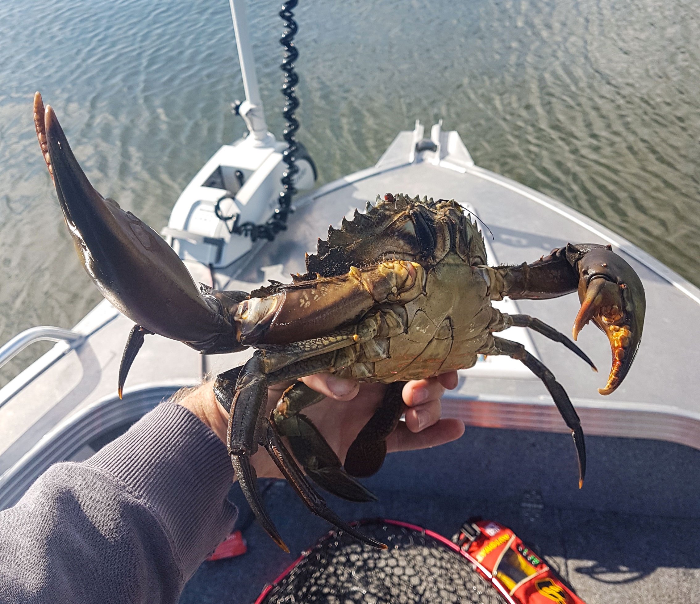 Andrew's Mud Crab